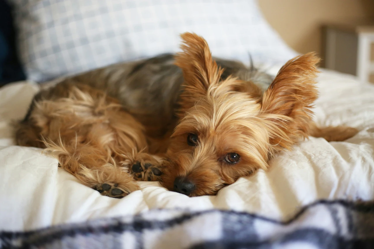 Allerta veterinaria: ecco cosa fare immediatamente se il tuo cane ha leccato la candeggina