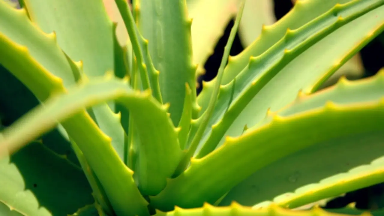 Attenzione a questa pianta simile all’aloe: ecco come riconoscerla per non confonderti