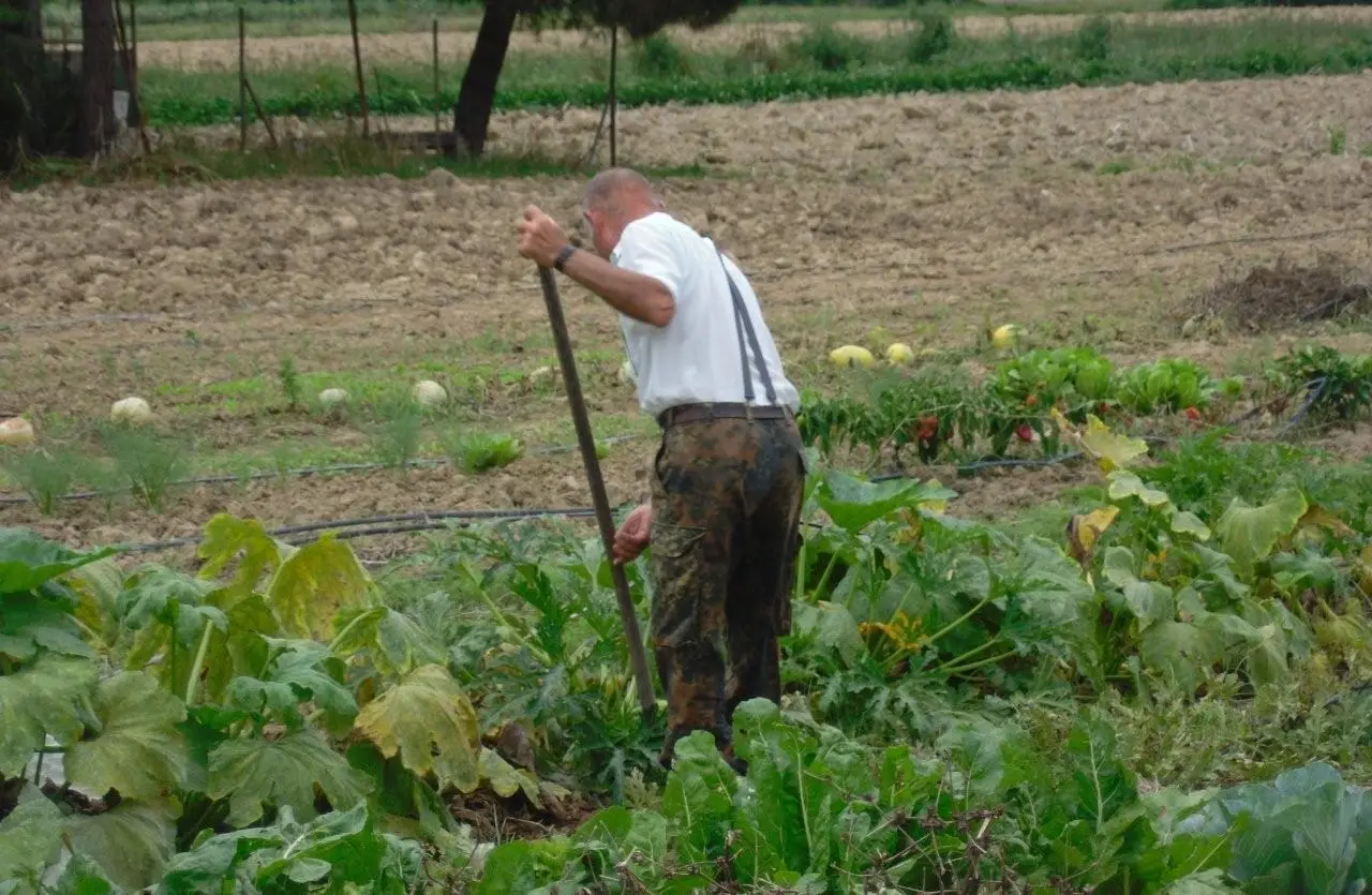 Hai sempre sbagliato a scegliere l’attrezzo per l’orto: ecco la differenza fondamentale