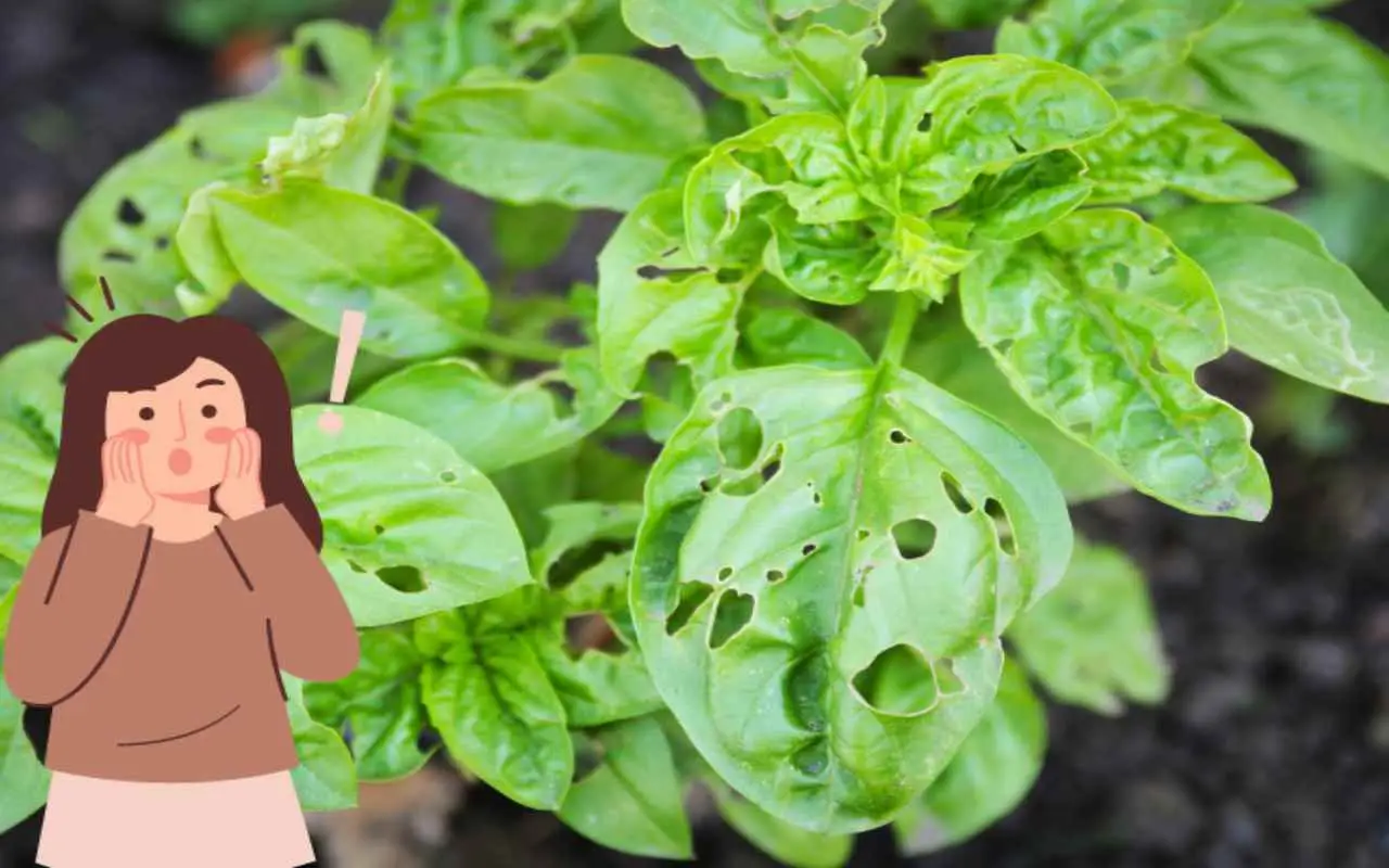 La pianta con i buchi sulle foglie: ecco di quale si tratta