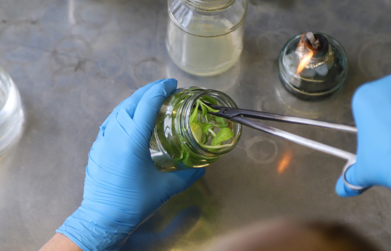 Vuoi creare un terrario? Ecco le piante migliori che sopravvivono in spazi chiusi e poca luce