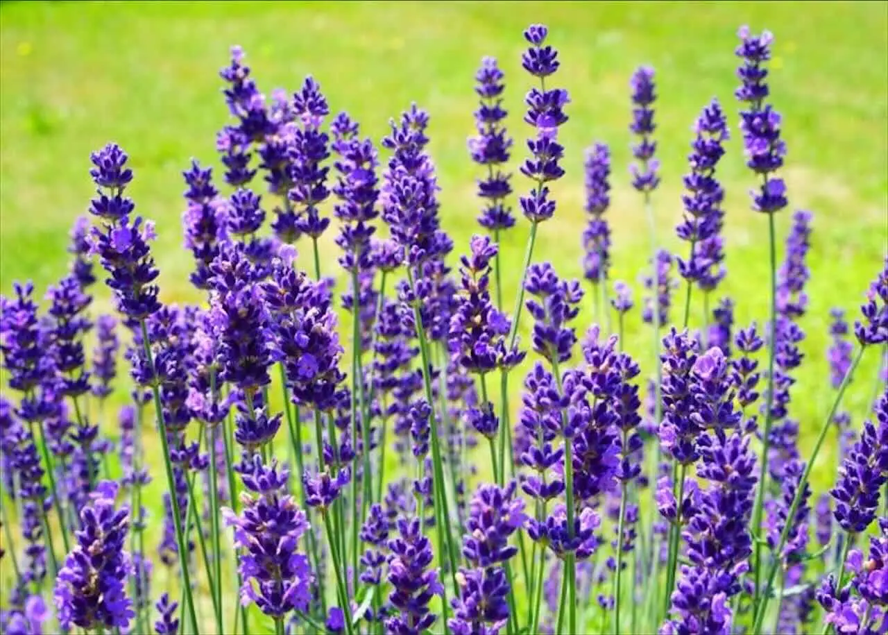 Il segreto per avere una lavanda sempre fiorita: ecco la varietà che dura più a lungo