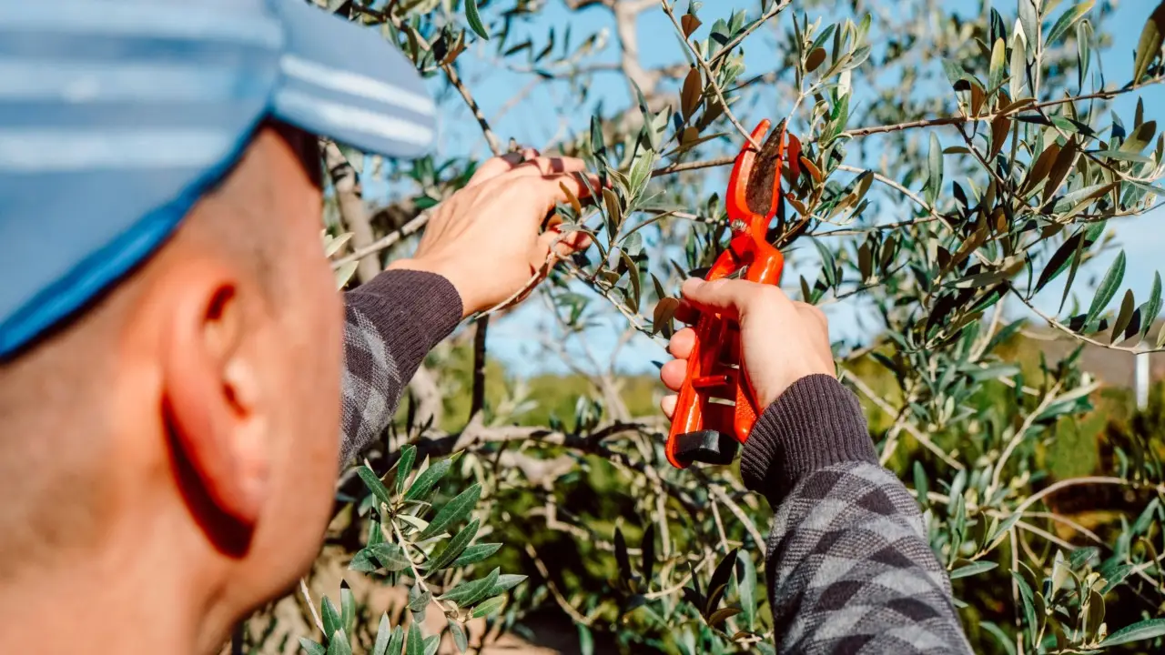 Non potare queste piante ad agosto: rischi di rovinarle per sempre