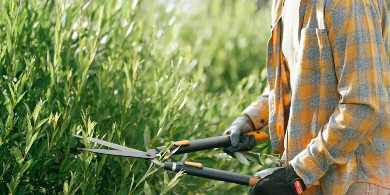 Smettere di lavorare e aprire un’attività di giardinaggio: ecco i costi reali e i guadagni