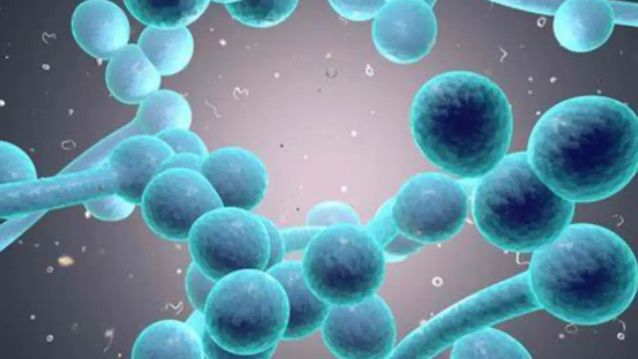 Non solo le cellule malate: ecco cosa uccide davvero la chemioterapia