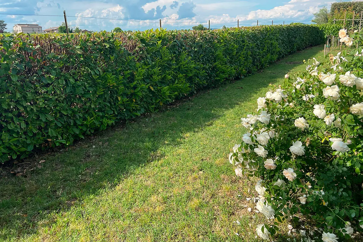 Se le tue piante stanno morendo è colpa di questi parassiti: ecco come riconoscerli subito