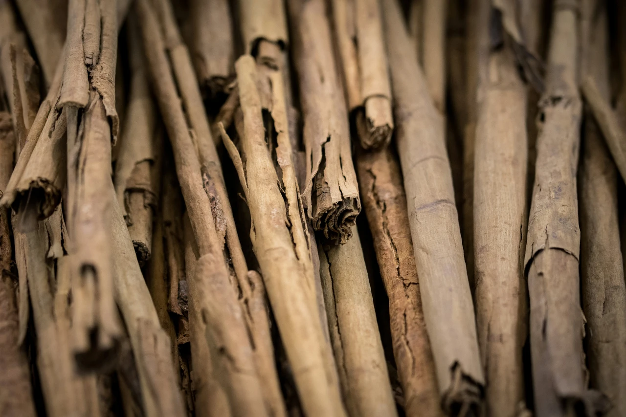 Palo Santo: non solo odore piacevole, ecco i benefici sorprendenti che non conoscevi