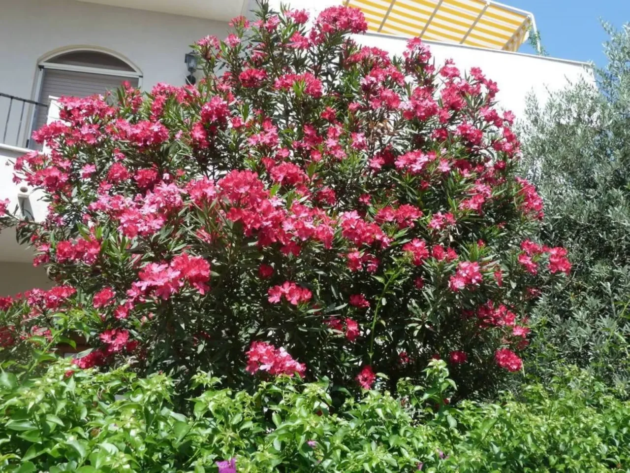 Attenzione all’oleandro in giardino: ecco gli insetti pericolosi che potrebbe attirare