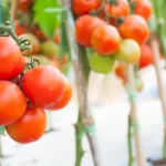 Perché il pomodoro è un frutto e non una verdura: la risposta dell’esperto