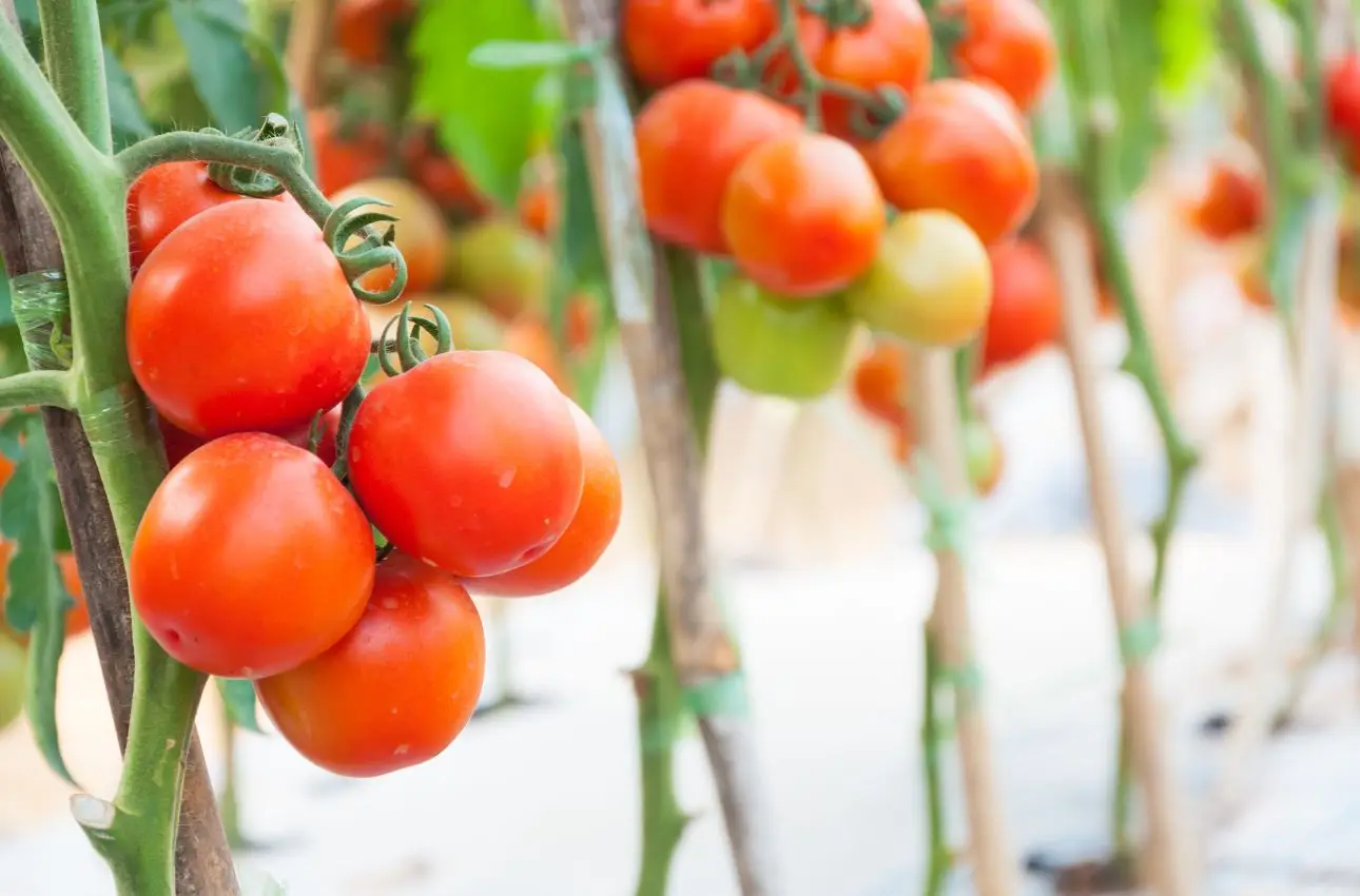 Perché il pomodoro è un frutto e non una verdura: la risposta dell’esperto