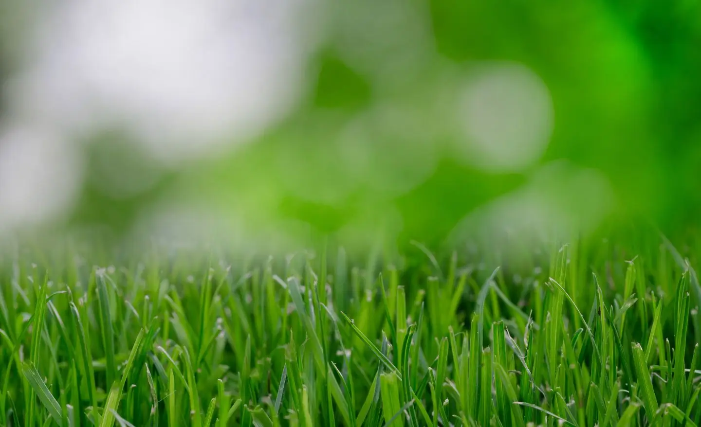 L’erba non cresce sotto gli alberi? Ecco la soluzione verde perfetta che trasforma il tuo giardino