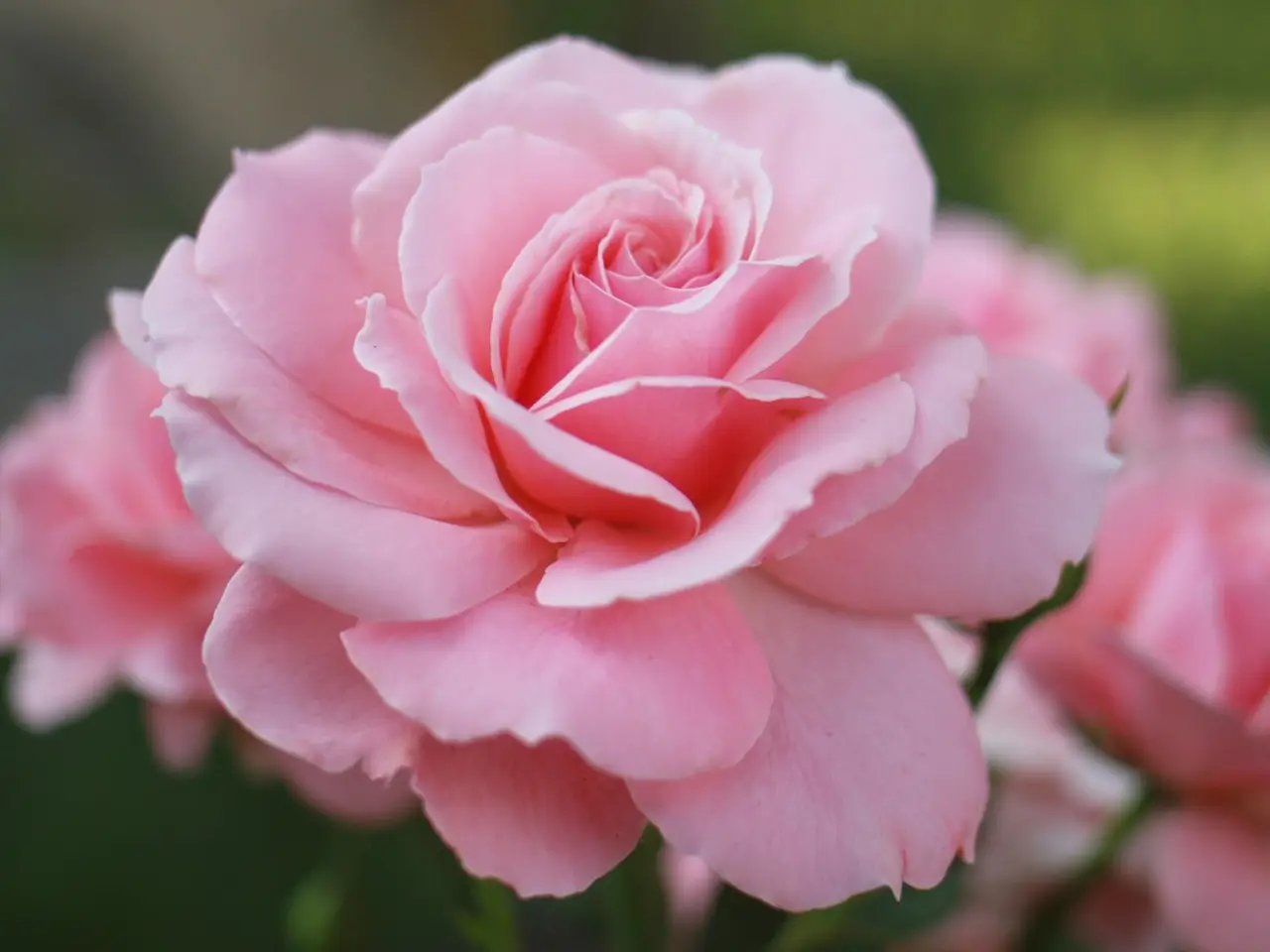 Non è la rosa: ecco il fiore più pregiato e costoso al mondo che pochi conoscono