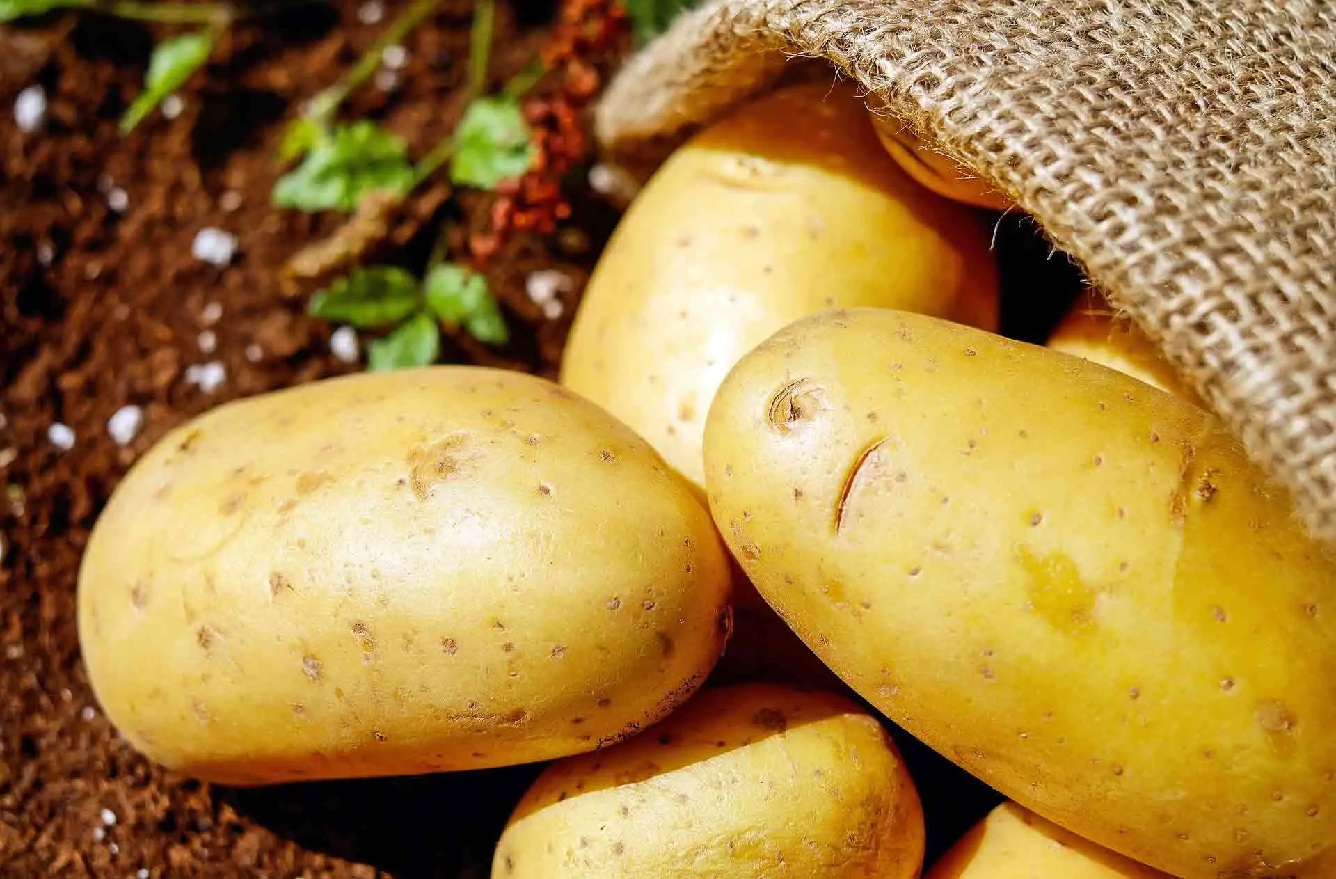 Non raccogliere le patate in questo momento o rovinerai tutto il raccolto: ecco il segnale esatto