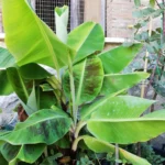 Il segreto delle piante per sopravvivere al gelo: ecco come proteggere il tuo balcone in inverno