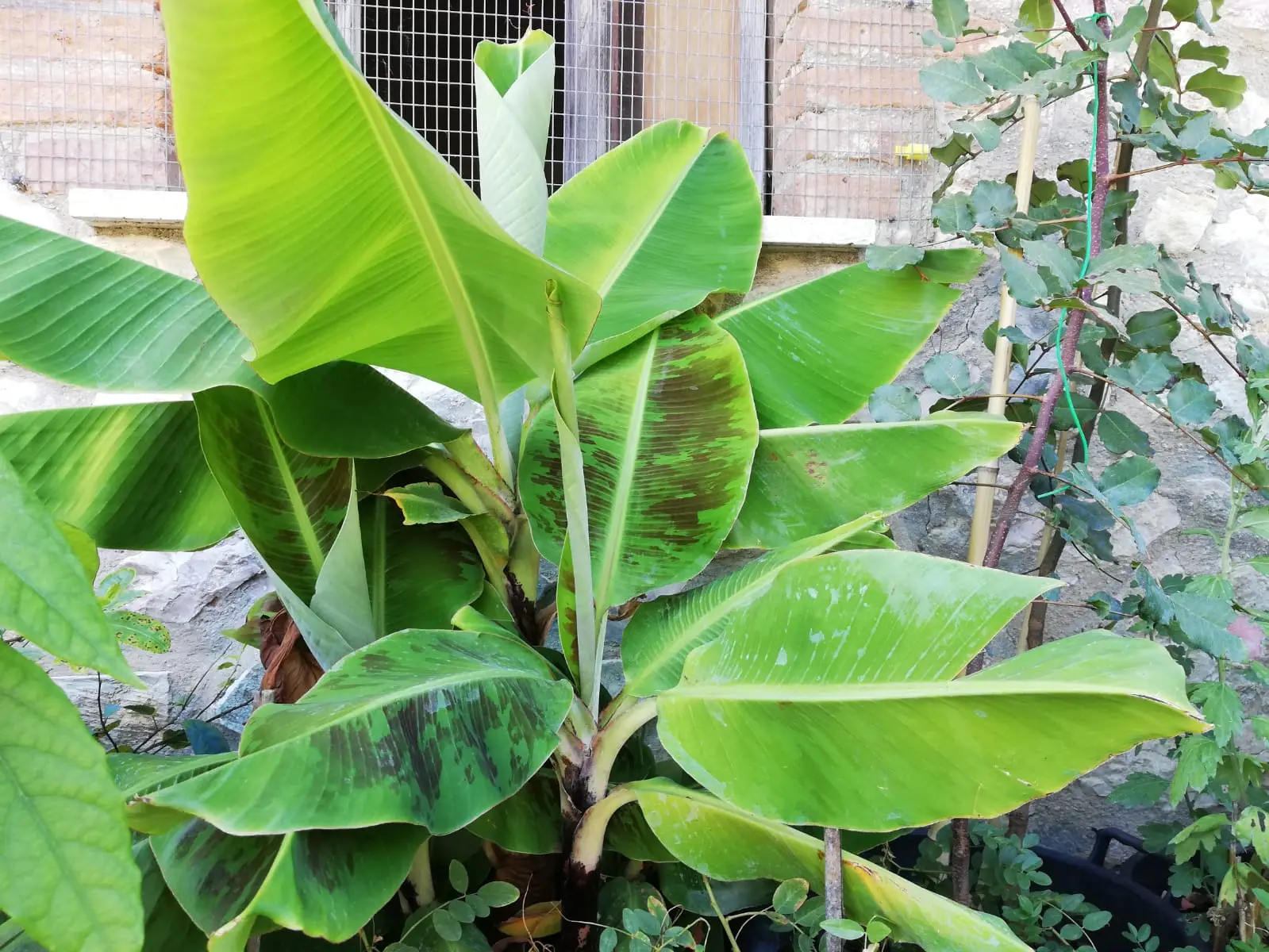 Il segreto delle piante per sopravvivere al gelo: ecco come proteggere il tuo balcone in inverno