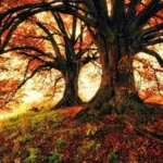 Come riconoscere subito un acero? Ecco la caratteristica delle sue foglie che pochi notano